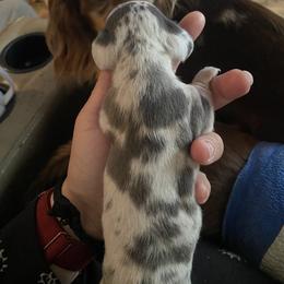 Dachshund Puppies from Doxie Dapples