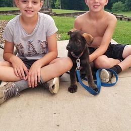 German Shepherd Puppies from Keys K9s