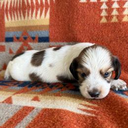 Boy 2 - Piebald male Dachshund puppy in Okeechobee, Florida from HotShot Kennels