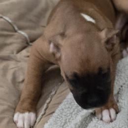 Boxer Puppies from Fleming Pups