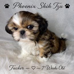 Tucker - Gold and white male Shih Tzu puppy in Hayden, Idaho from Phoenix Shih Tzu