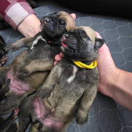 Ruby - Red fawn female Bullmastiff puppy in South Attleboro, Massachusetts from Bessettes Bullies