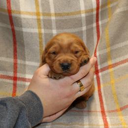 Clove - Dark golden male Golden Retriever puppy in New Weston, Ohio from Bertke AKC Golden Retrievers and Bernese Mountain Dogs