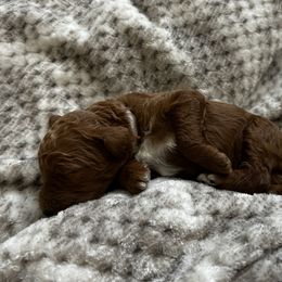Poodles from Bella’s Red poodles