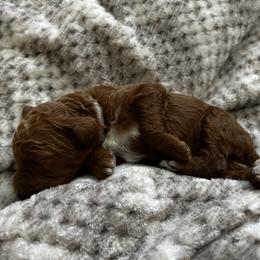 Poodles from Bella’s Red poodles