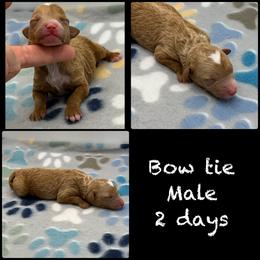 Bow Tie - Red  male Poodle puppy in Grass Valley, California from Sapphire Ridge Poodles