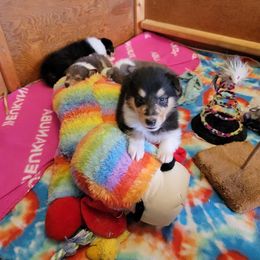 Collie Puppies from Qualteri Collies
