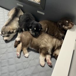 Alaskan Malamute Puppies from Fawn River Malamutes