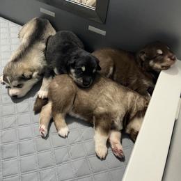 Alaskan Malamute Puppies from Fawn River Malamutes