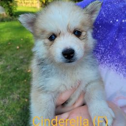 Pomsky Puppies from Paw-lenty of Pomskies