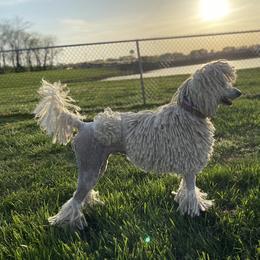 Candace - Poodle