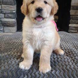 Pink Girl - Golden female Golden Retriever puppy in Howell, Michigan from Robbin's Treasures