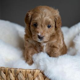 Jessie - Apricot female Schnoodle puppy in Grove, Oklahoma from Grand Lake Poodles & Doodles