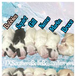 Gill - Seal and white male Boston Terrier puppy in Brazos Point, Texas from TX Southern Belle Bostons