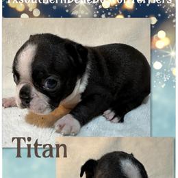 Titan - Red male Boston Terrier puppy in Brazos Point, Texas from TX Southern Belle Boston Terriers