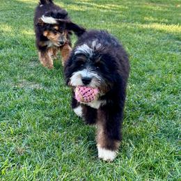 Honey - Trained - Fully vaccinated. - Tri-color female Bernedoodle puppy in Herriman, Utah from Gypsi Doodles & Poodles LLC.