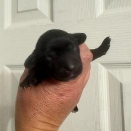 Johnny - Black male Dachshund puppy in Knoxville, Tennessee from East TN Dachshunds