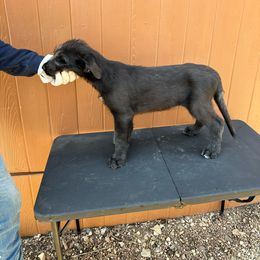 Girl 4 - Black Irish Wolfhound puppy in Blue Rapids, Kansas from Timbercreek Irish Wolfhounds