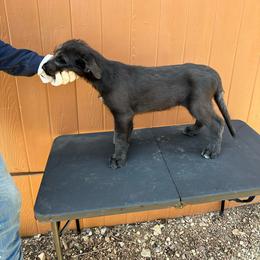 Girl 4 - Black Irish Wolfhound puppy in Blue Rapids, Kansas from Timbercreek Irish Wolfhounds
