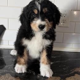 Blaze - Tri-color male Bernedoodle puppy in Phelan, California from PuppyPaws4U