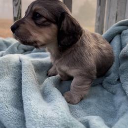 Dachshund Puppies from A Anchor Farm
