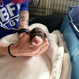 Parti Female - Parti female Poodle puppy in Mendenhall, Mississippi from Red Bayou Kennels, LLC