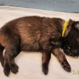 Lime - Mahogany and black female Belgian Tervuren puppy in Merrill, Michigan from Reves Vifs Belgian Shepherds