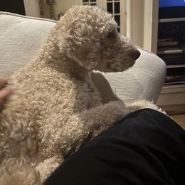 Mocha - Lagotto Romagnolo