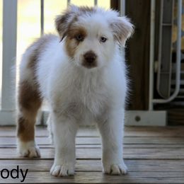 Australian Shepherd Puppies from Out West Aussies