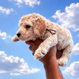 Walt Disney - Apricot male Goldendoodle puppy in Houston, Texas from Were The Mack'Doodles