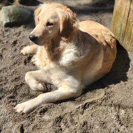 Golden Retriever puppies from Hoekema Homestead Goldens
