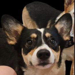 Penny - Pembroke Welsh Corgi