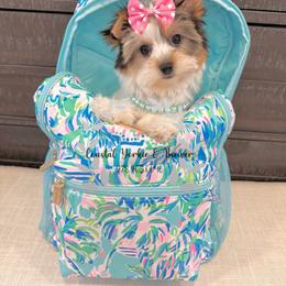 Lilly Puplitzer - Black tan and white female Biewer Terrier puppy in North Chelmsford, Massachusetts from Coastal Yorkshire Terrier Yorkies & Biewer Terriers