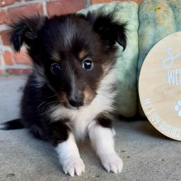 MINNIE - Black white and tan female Shetland Sheepdog puppy in Livonia, Michigan from M7’s Shelties, Toonies & AussieDoodles