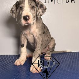 Imelda - Mantle merle Great Dane puppy in Huntsville, Alabama from Rough Diamond Danes