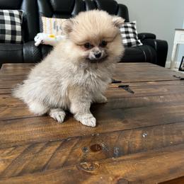 Hank - Cream sable male Pomeranian puppy in Randleman, North Carolina from Luxurious Poms