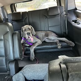 Great Dane Puppies from Anderson Blau’s Great Danes