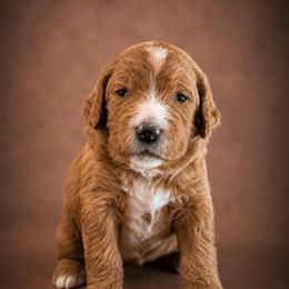 Mary Elizabeth (Maggie) - Red  female Goldendoodle puppy in Rocky Point, North Carolina from CelticDoods