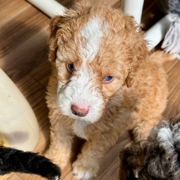 Pink Collar Female - Apricot female Double Doodle puppy in Killeen, Texas from Parrish Precious Ones Texas