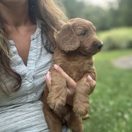 Echo - Red  female Goldendoodle puppy in Shippensburg, Pennsylvania from Diller Doodle Pups
