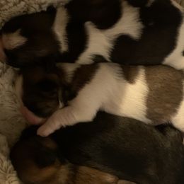 Shih Tzu puppies from Gogol Family Shih Tzus