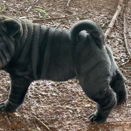 Girl 1 - Black sable female Chinese Shar-Pei puppy in Elkin, North Carolina from Martini Shar-Pei