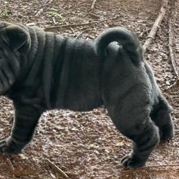 Girl 1 - Black sable female Chinese Shar-Pei puppy in Elkin, North Carolina from Martini Shar-Pei
