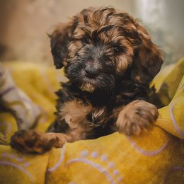 Bernedoodle and Cavapoo Puppies from Positively Doodles
