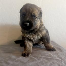 Green - Sable male German Shepherd puppy in Buckeue, Arizona from Légende Vivante Du Chief Kennel
