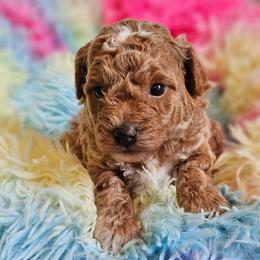 Boy - Apricot male Poodle puppy in Salem, Missouri from Meadowbrook Poodles