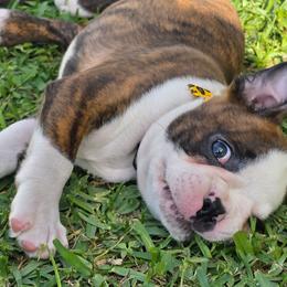Bronco ready May 14 - Brindle and white male Boston Terrier puppy in Brooksville, Florida from I Love Pups
