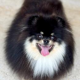 Hiccup - Pomeranian