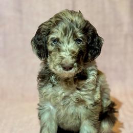 Snickers - Merle male Goldendoodle puppy in Tybee Island, Georgia from Castaway Doodles