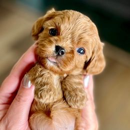 Slay - Red female Cavapoo puppy in Cedar City, Utah from Cedar Sprout Puppies